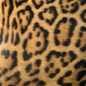 leopard-print.jpg