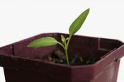 seedling.jpg
