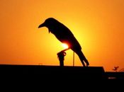 bird_crow.jpg